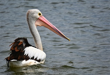 West Side Pelican - FARMILO, Katie