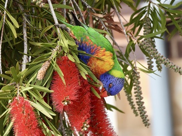 Rainbow Lorikeet - LAMONT, Julia