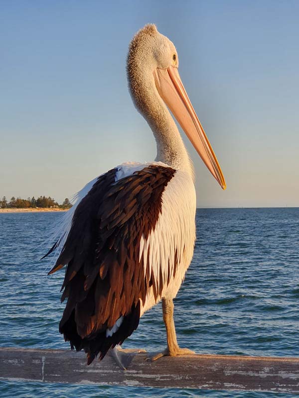 Pelican-Aimee-Richards.jpg