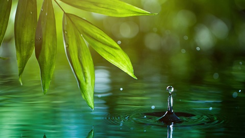 fresh-green-leaves-with-water.jpg