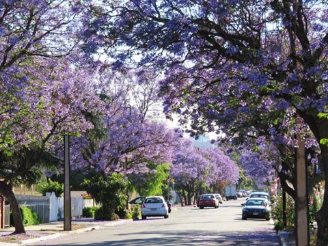 Street-trees-Jacaranda.jpg