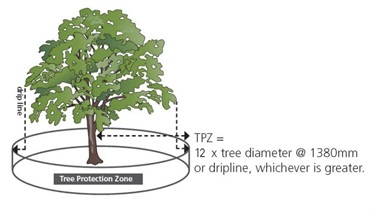 Tree protection zone 1