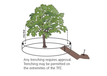 Tree protection zone 3
