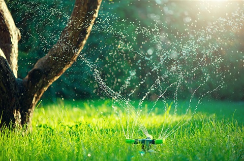 watering-tree.jpg