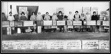 1922-1923 South Australian Farmers’ Union factory Mile End, S.A.  Cases of eggs in foreground are packed for export. Eggs were packed in divided fillers with wood wool top and bottom of cases.