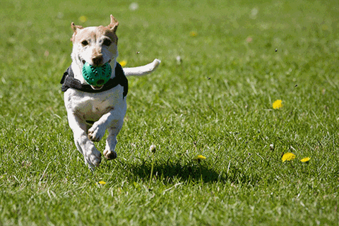 dog-running-with-ball.gif