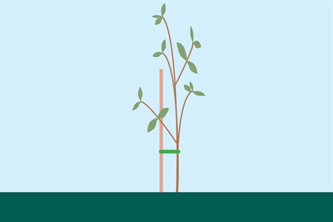 Plant a tree web graphic.jpg