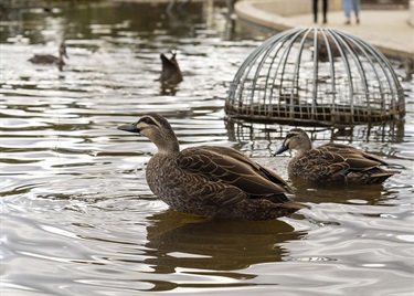 Apex Park wetlands ducks