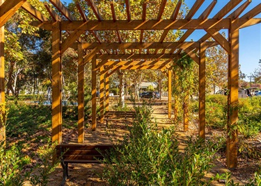 Mile End Common arbor