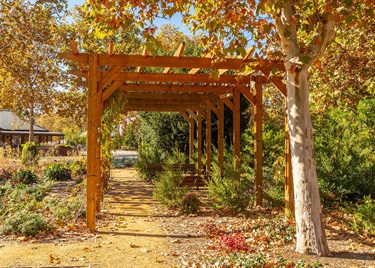 Mile End Common arbor 2