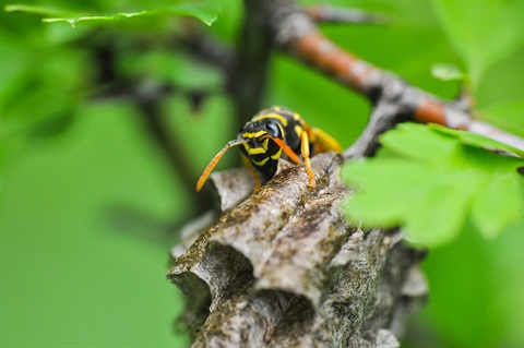 Wasp-Nest-European.jpg