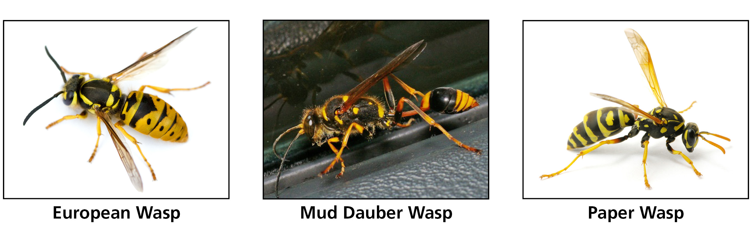 Wasp identification