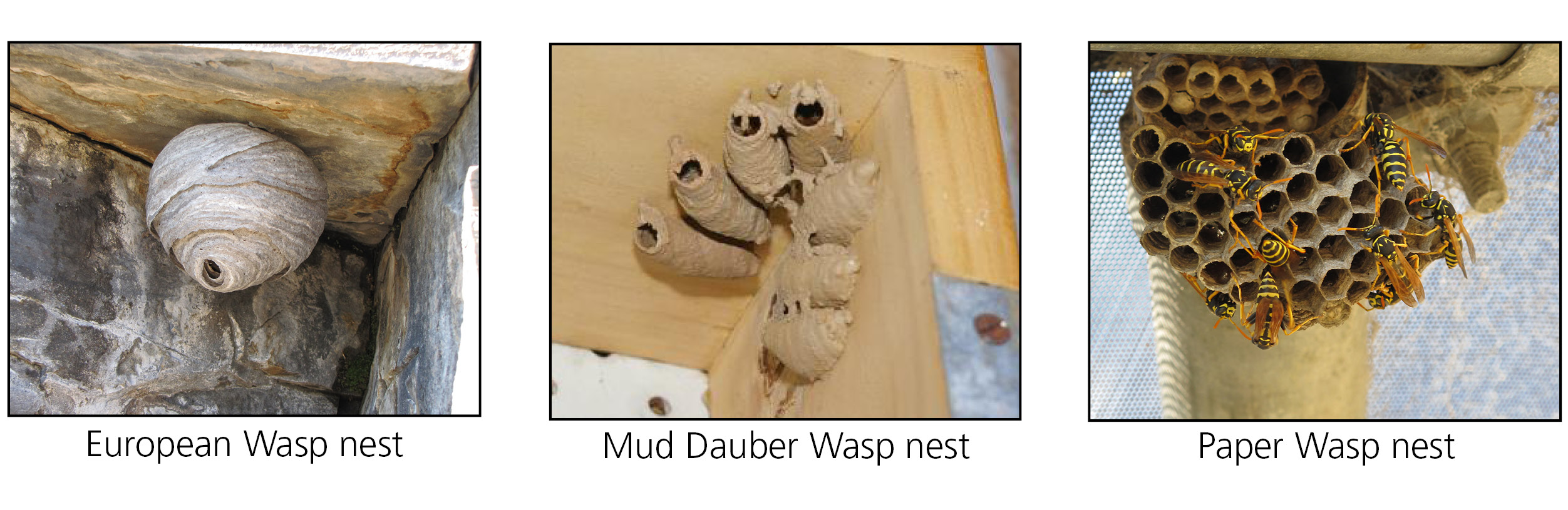 Wasp nest identification