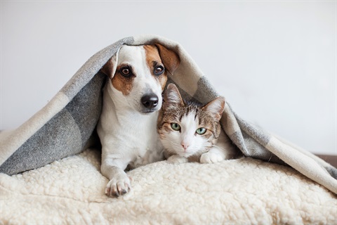 Dog-and-cat-together.jpg