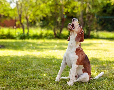 Barking anjing Kota West Torrens