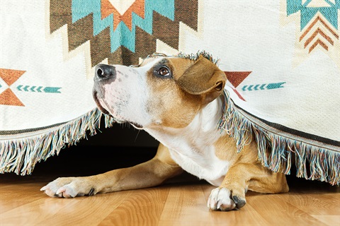 Dog-Hides-Under-The-Sofa.jpg