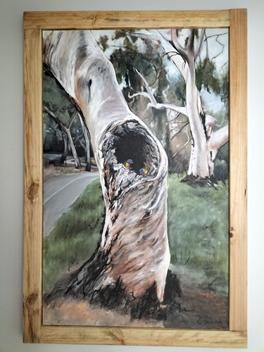 Rainbow lorikeets nesting along the bikeway - Carol Scholich