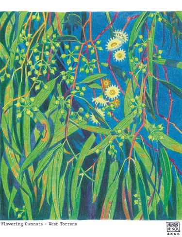 Manon Minck_Flowering Gumnuts- West Torrens.jpg