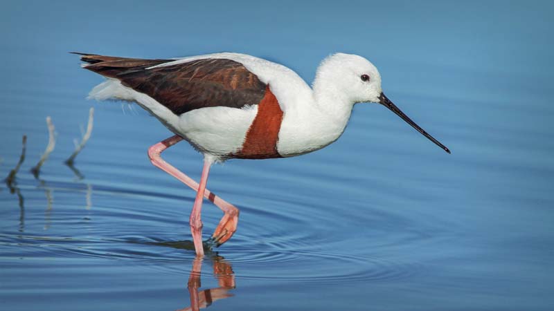 Banded-Stilt-Neil-Hickman.jpg