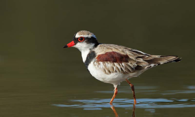 Black-Fronted-Dotterel-Ian-Wilson.jpg