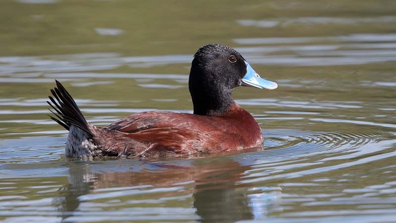 Blue-Billed-Duck-Kerry-Williams.jpg