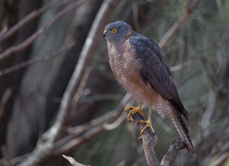 Brown-Goshawk-Michele-Sawyer.jpg