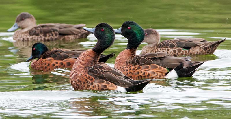 Chestnut-Teal-CLes-Peters-2012-birdlifephotography.org.au.jpg