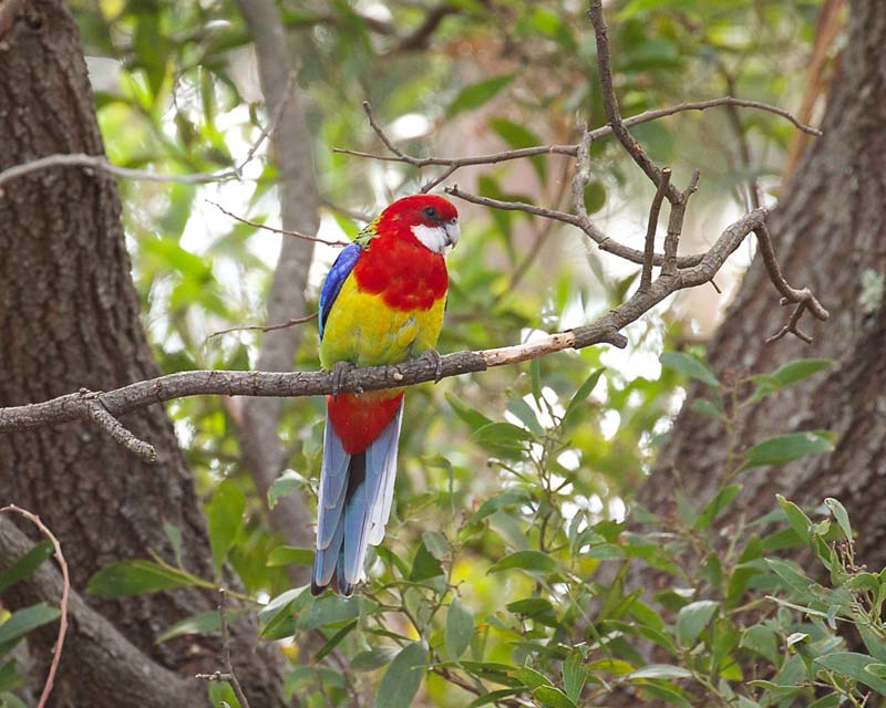 Eastern-Rosella-Sam-Savage.jpg