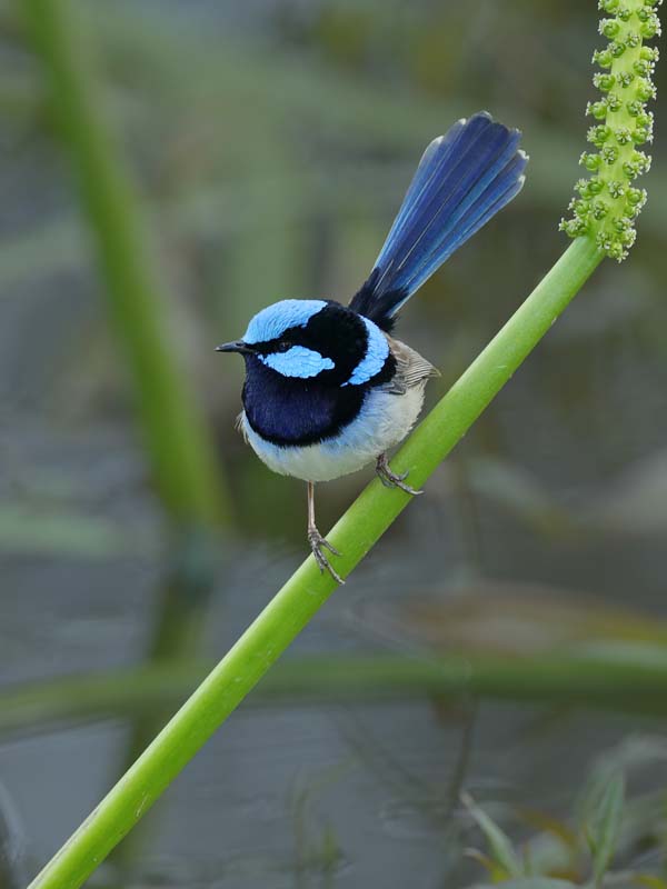 Superb-Fair-Wren-Ian-Wilson.jpg