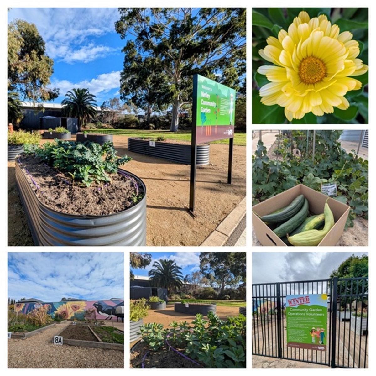 Curated visual reference: Community Garden Operations Volunteer City Of West Torrens Photo Inspiration