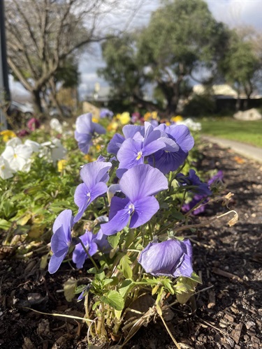 Di-Caught_Nature-Photos_Memorial-Gardens-11.jpg