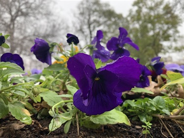 Isla_West-Torrens-Memorial-Gardens_Pansy.jpg