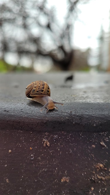 Jarrett-Gan_West-Torrens-Memorial-Gardens_Snail.jpg