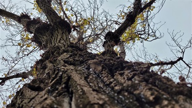 Jarrett-Gan_West-Torrens-Memorial-Gardens_Tree.jpg