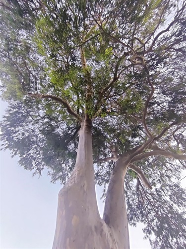 Kapil-Kamat_Gumt-Tree_Arthur-St-Richmond.jpg