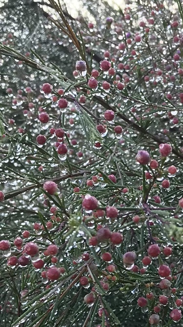 Karyn-Downie_North-Plymtpon_Geralton-Wax-after-rain.jpg