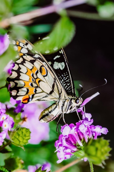 Melissa-Crisa_Butterfly.jpg