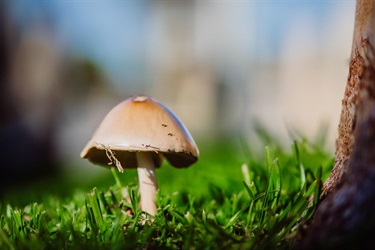 Melissa-Crisa_Mushroom.jpg