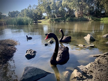 Mike-Piper_River-Torrens-Linear-Park_Swans.jpg