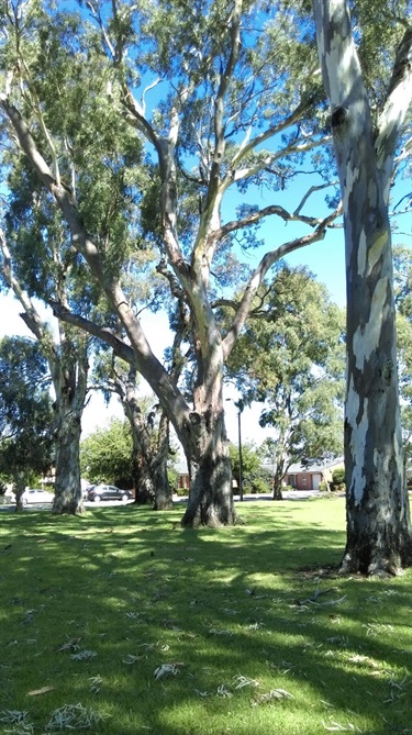 Nicky-OBroin_Mellor-Park-old-native-trees.jpg