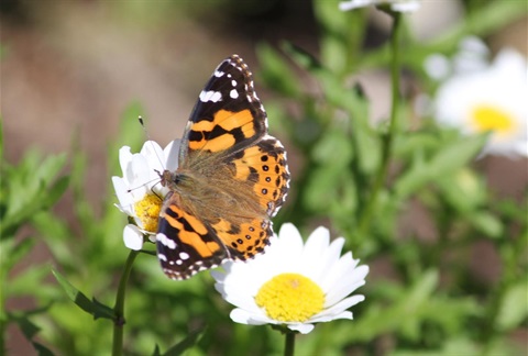 Nicola-Manos_Australian-Painted-Lady-Mile-End.jpg