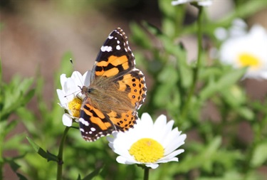 Nicola-Manos_Australian-Painted-Lady-Mile-End.jpg