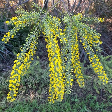 Pam-Quick_Wattle_Captain-McKenna-Pathway.jpg
