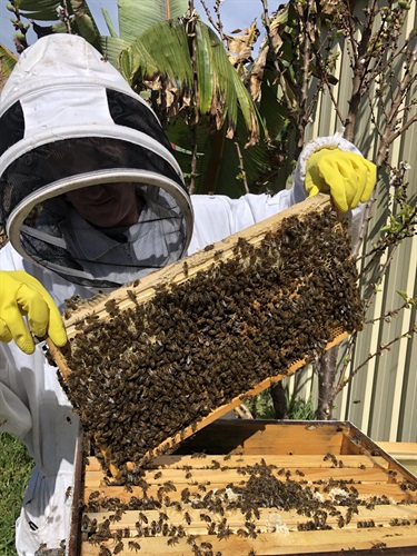 Patti-Mattos_Bee-Keeping.jpg