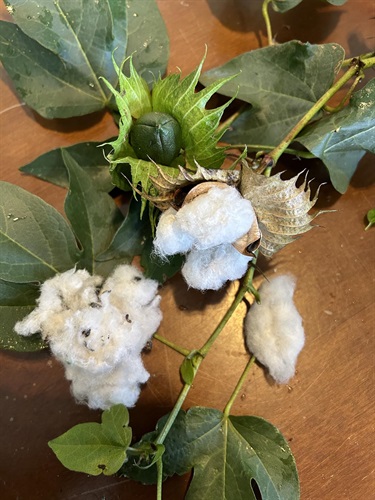 Patti_Underdale_Butterfly-plant.jpg