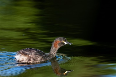 Peter-Richardson_Australasian-Grebe-120.jpg