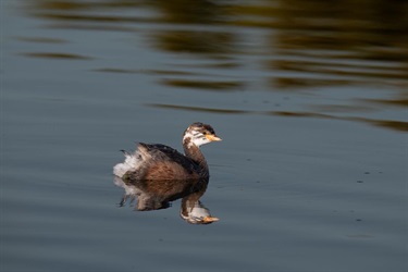 Peter-Richardson_Australasian-Grebe-241.jpg