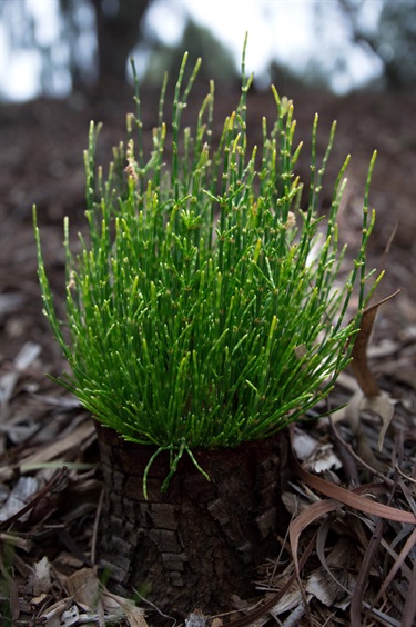 Peter-Richardson_Casurina-Stump-Linear-Park-Lockleys.jpg