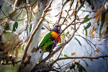 Peter-Richardson_Dont-Take-My-Home-Lorikeet-Rowels-Road-Sig-Tree-1.jpg