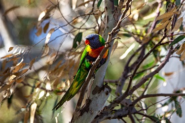 Peter-Richardson_Dont-Take-My-Home-Lorikeet-Rowels-Road-Sig-Tree-3.jpg